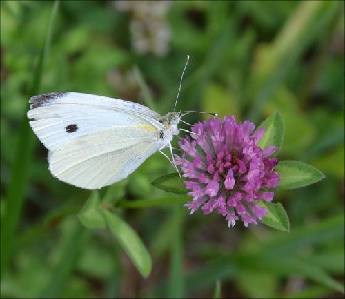 Réf. 122 571 : Pieris rapae