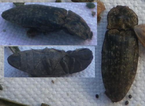 Agrypnus murinus
