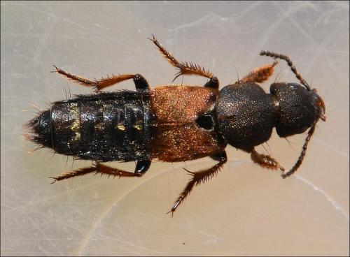 Platydracus chalcocephalus