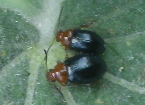 Podagrica fuscicornis