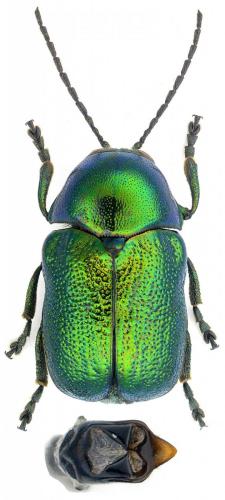 Cryptocephalus therondi