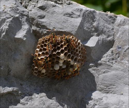 Polistes dominula