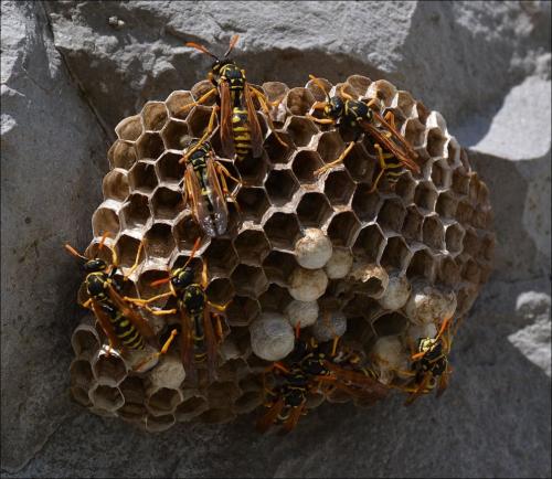 Polistes dominula