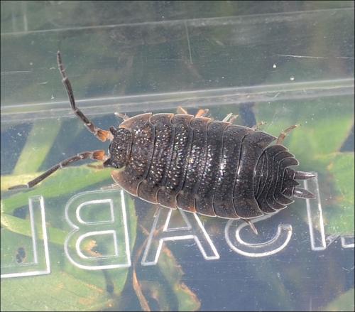 Porcellio scaber