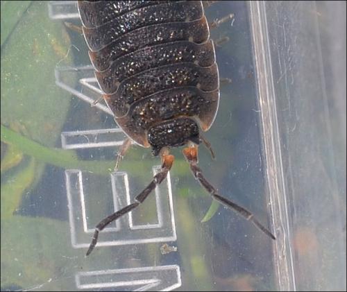 Porcellio scaber
