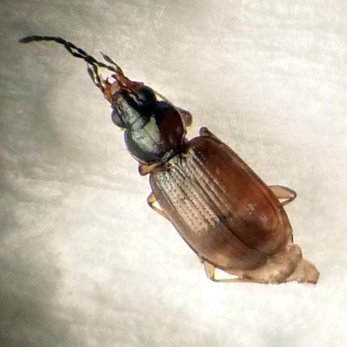 Bembidion biguttatum