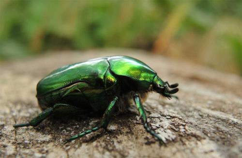 Cetonischema speciosissima