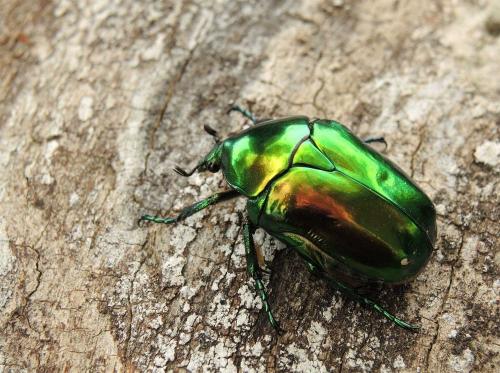 Réf. 122 742 : Cetonischema speciosissima