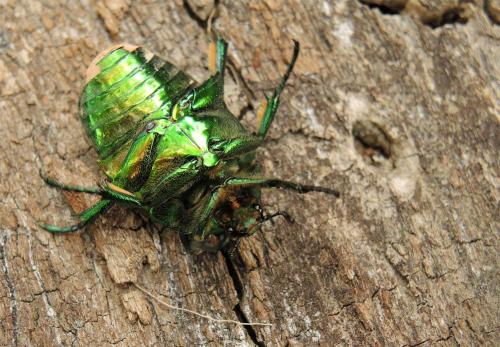 Réf. 122 740 : Cetonischema speciosissima