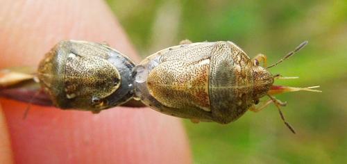 Réf. 122 079 : Neottiglossa leporina