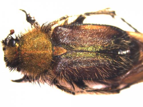 Pygopleurus apicalis