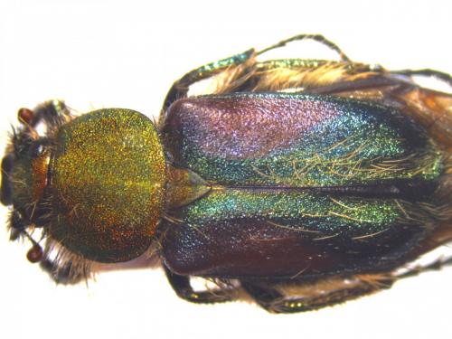 Pygopleurus apicalis