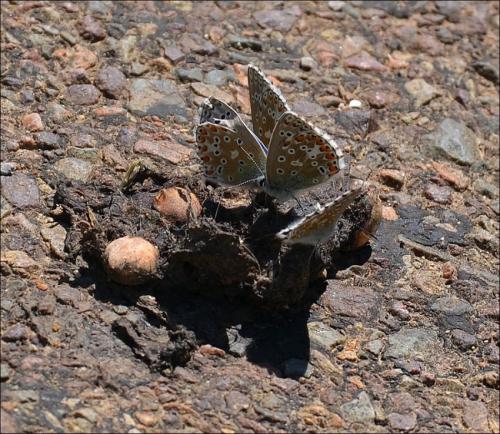 Polyommatus bellargus