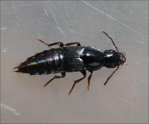 Quedius sp.