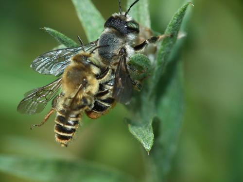 Lithurgus chrysurus