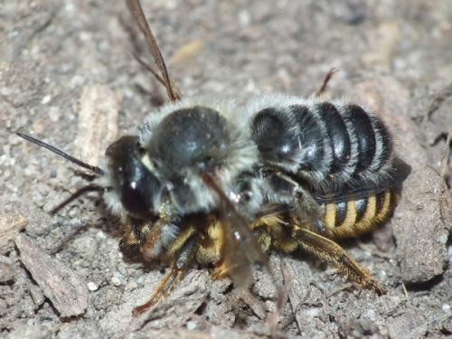 Réf. 122 228 : Megachile ericetorum