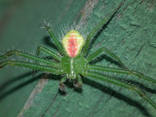 Heriaeus hirtus