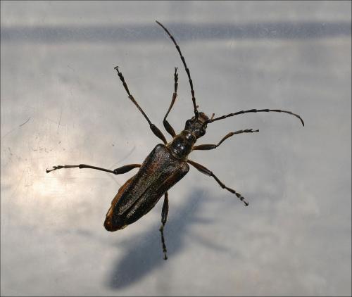 Stenocorus meridianus