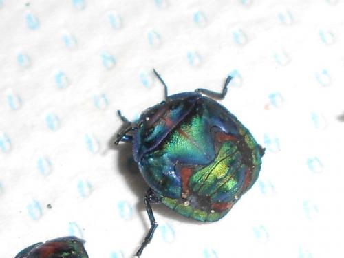 Réf. 122 579 : Tectocoris diophthalmus