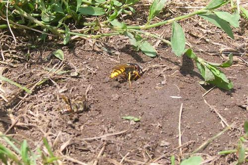 Philanthus triangulum