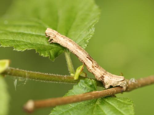 Crocallis elinguaria