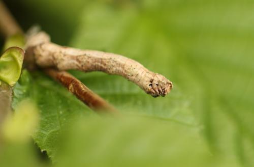 Crocallis elinguaria