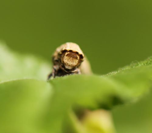Crocallis elinguaria