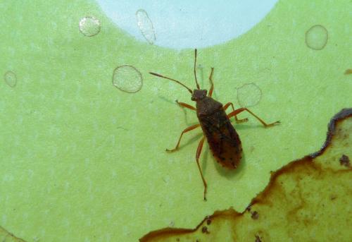 Réf. 122 162 : Rhopalus maculatus