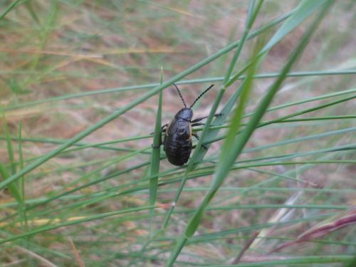 Réf. 122 719 : Arima marginata