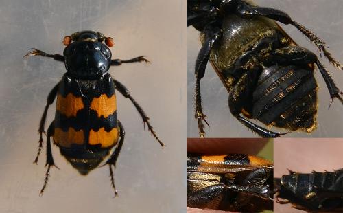 Réf. 122 060 : Nicrophorus interruptus