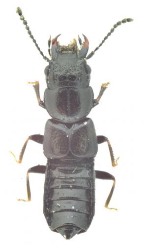 Réf. 122 205 : Platystethus sp.