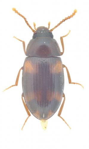 Alphitophagus bifasciatus