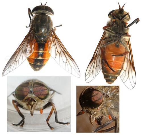 Hybomitra ciureai
