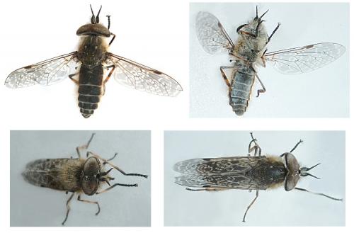 Haematopota pluvialis
