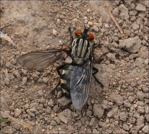 Sarcophaga sp.