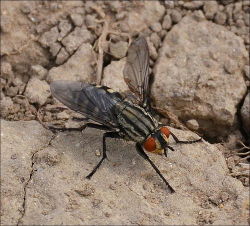 Sarcophaga sp.