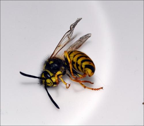 Vespula germanica