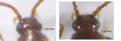 Scydmoraphes sparshalli