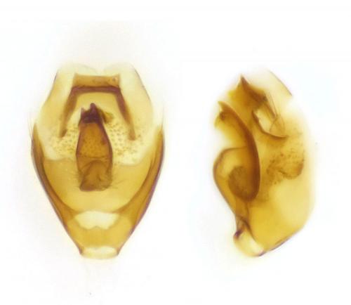 Scydmoraphes sparshalli