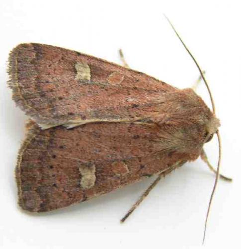 Réf. 122 828 : Xestia xanthographa