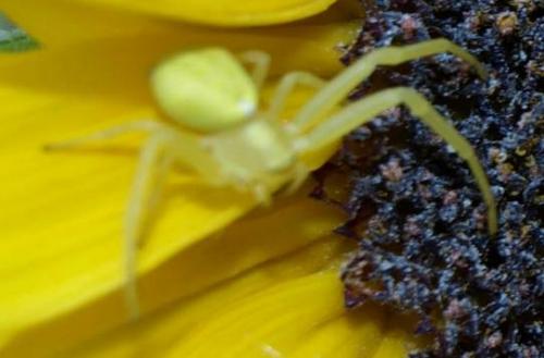 Misumena vatia