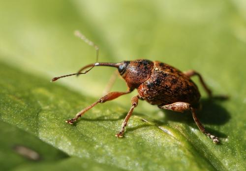 Réf. 122 605 : Curculio glandium