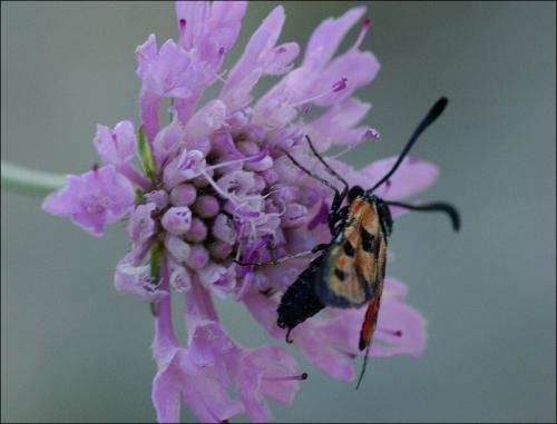 Zygaena hilaris