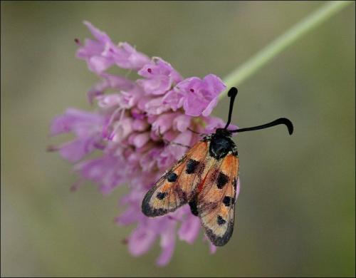 Zygaena hilaris
