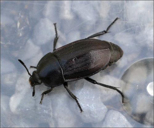 Silpha tyrolensis