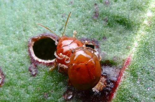 Réf. 122 500 : Sphaeroderma sp.