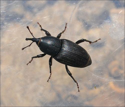 Sphenophorus abbreviatus