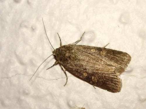 Spodoptera exigua