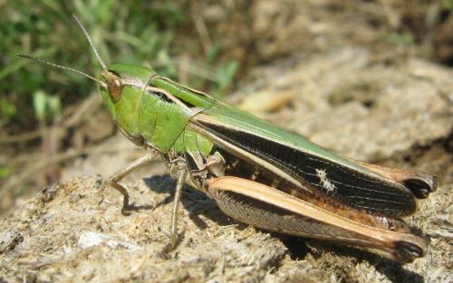 Réf. 122 686 : Stenobothrus lineatus lineatus