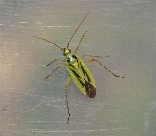 Stenotus binotatus